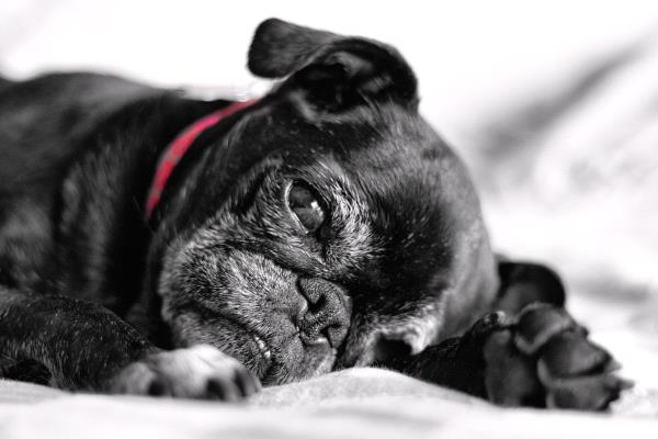 /Images/uploads/PUG NATION RESCUE OF LOS ANGELES/pugnationcalendar/entries/2308thumb.jpg